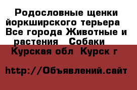 Родословные щенки йоркширского терьера - Все города Животные и растения » Собаки   . Курская обл.,Курск г.